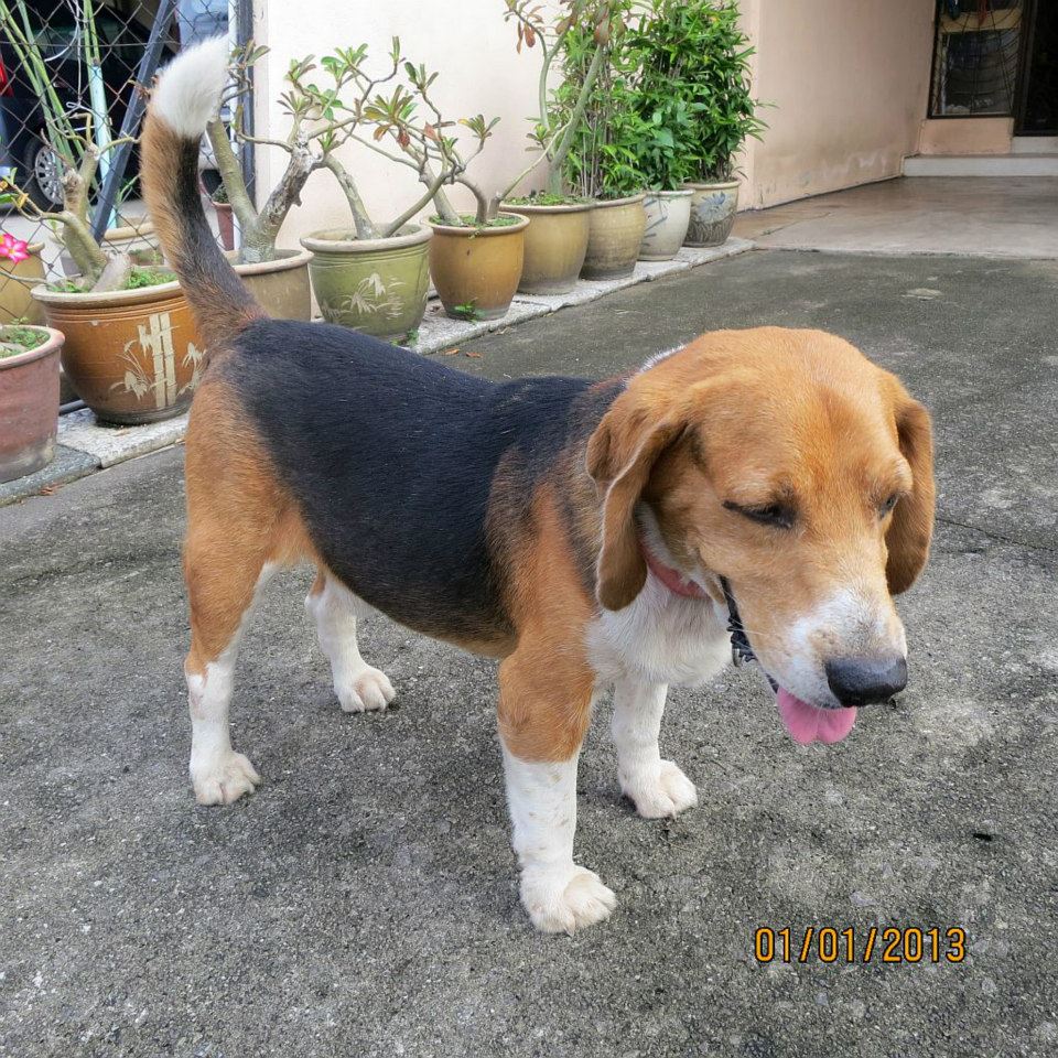 5year old male beagle for adoption Adopted!! (Koo Swee