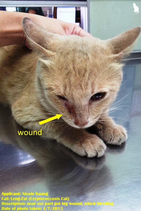 Medical Subsidy For LengZai, Cat With Cryptococcosis (Nicole Kuang Wei