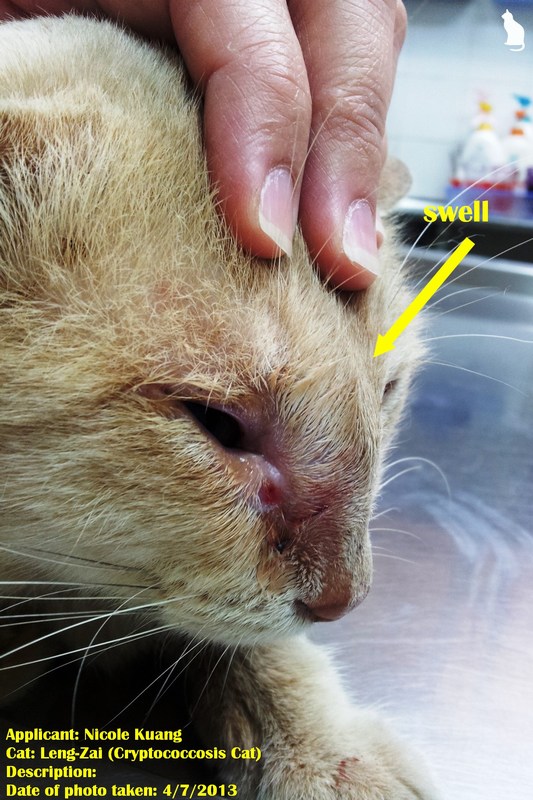 Medical subsidy for LengZhai, cat with cryptococcosis (Nicole Kuang