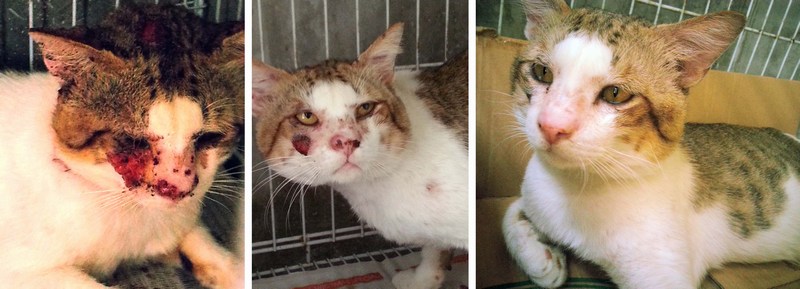 Cases of sporo-cats (a sharing from Jay Wong) « AnimalCare