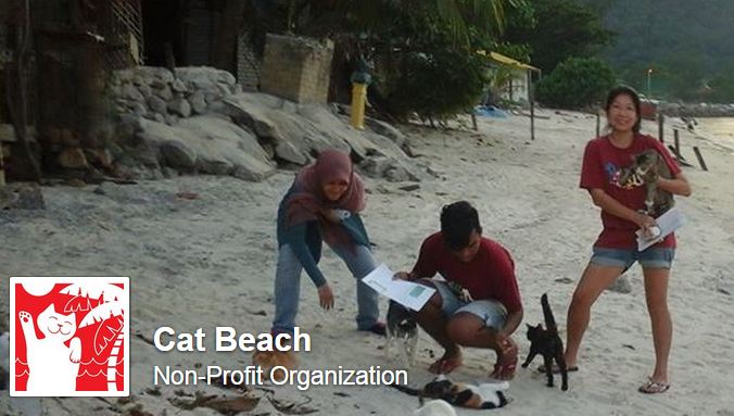 cat beach
