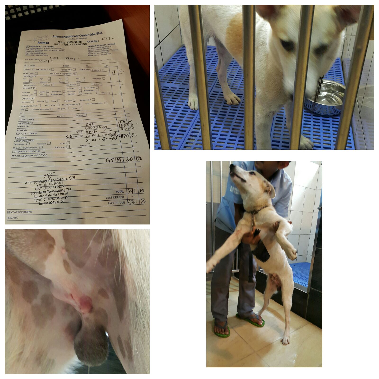 Neutering Aid For 4 Dogs In Cheras (Cash Thong Seiw Ling’s)
