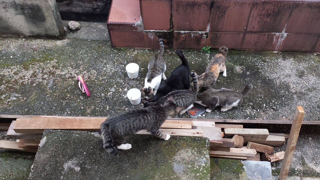 Neutering Aid For 2 Cats In Petaling Jaya (Daniel Kwok Tak Hoong’s)
