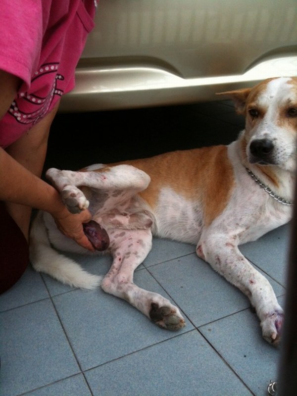 Neutering sponsorship for 2 male dogs in Penang (Mah Chun