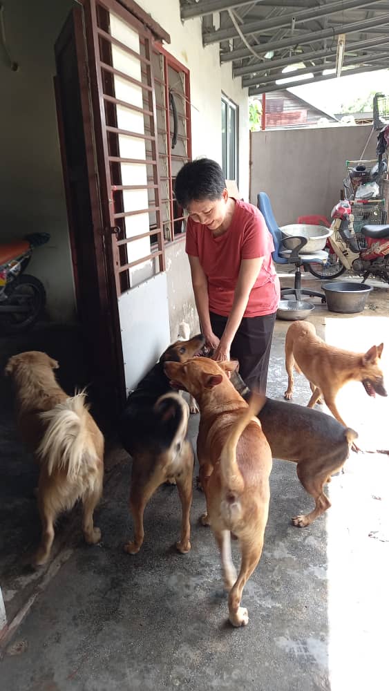 Visiting Mr Lee and his dogs « AnimalCare