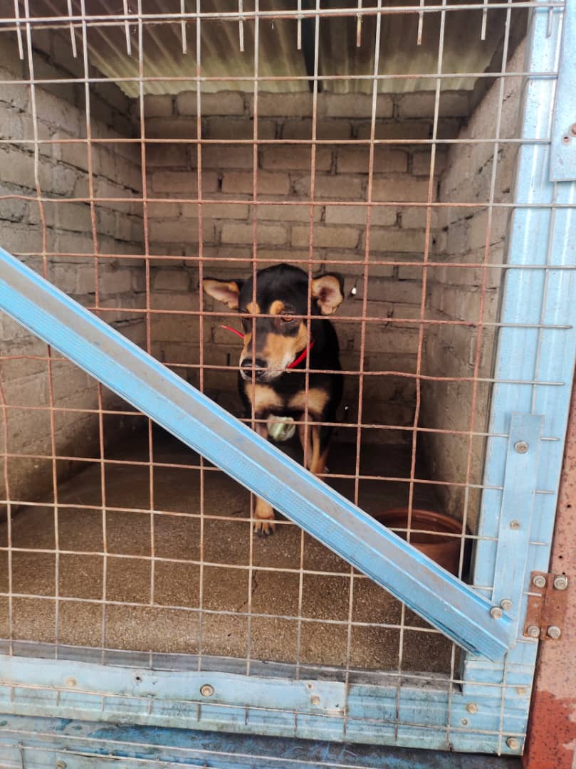 Kinta Dog is back in the Ipoh shelter « AnimalCare